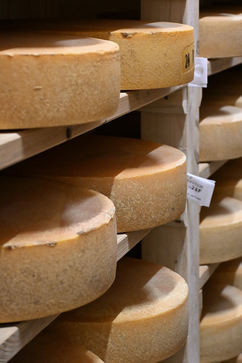 Käselaibe reifen auf Holzregalen im Keller
