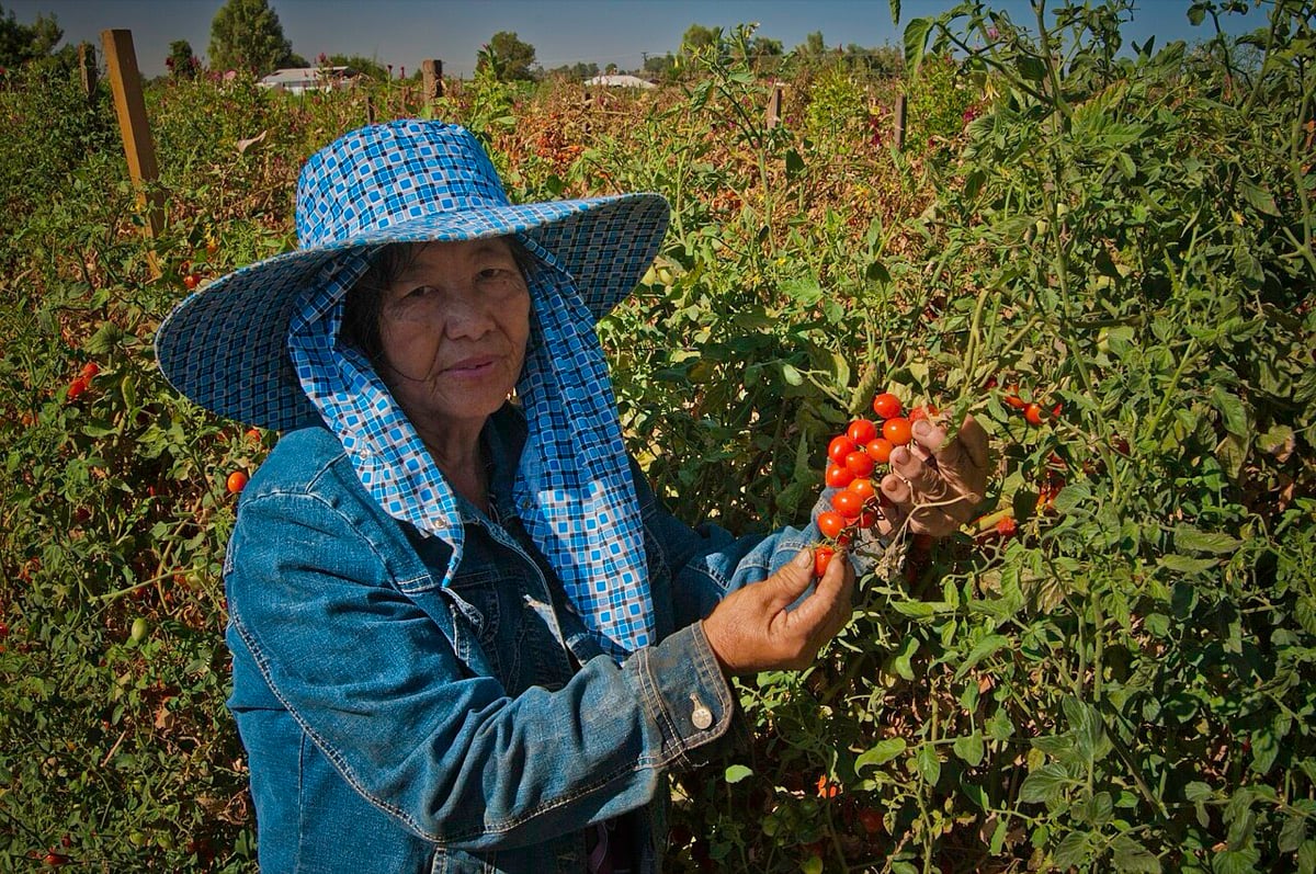 Ernte von Kirschtomaten im Feld